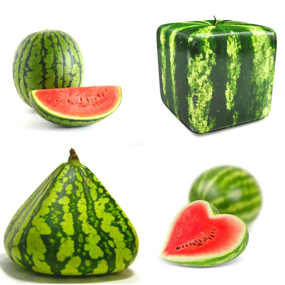 Crazy Shaped Watermelons, the secrets of the Japanese luxurious fruit